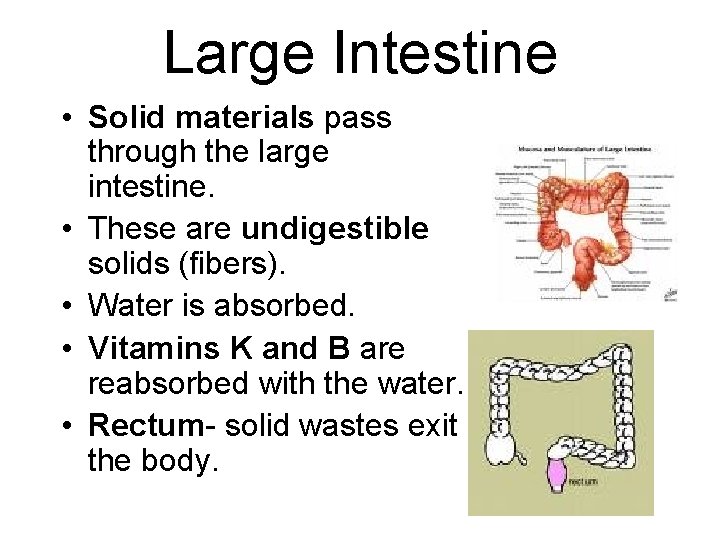 Large Intestine • Solid materials pass through the large intestine. • These are undigestible