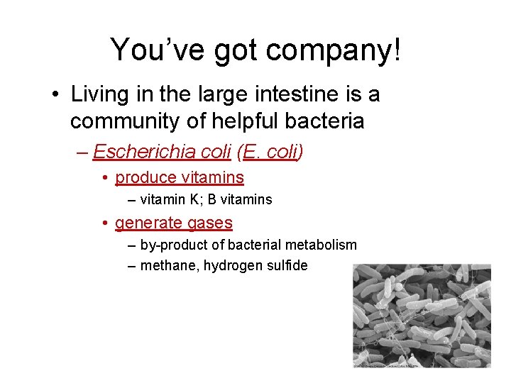 You’ve got company! • Living in the large intestine is a community of helpful