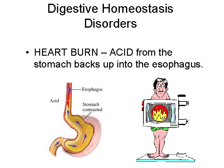 Digestive Homeostasis Disorders • HEART BURN – ACID from the stomach backs up into
