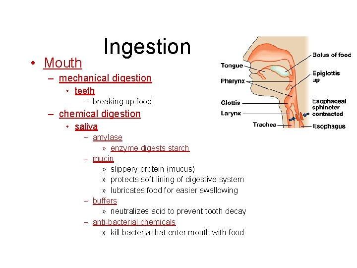 Ingestion • Mouth – mechanical digestion • teeth – breaking up food – chemical