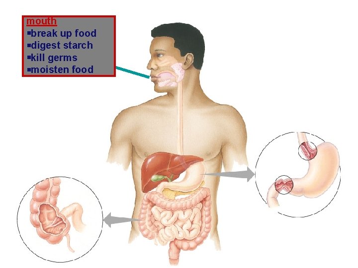 mouth break up food digest starch kill germs moisten food 