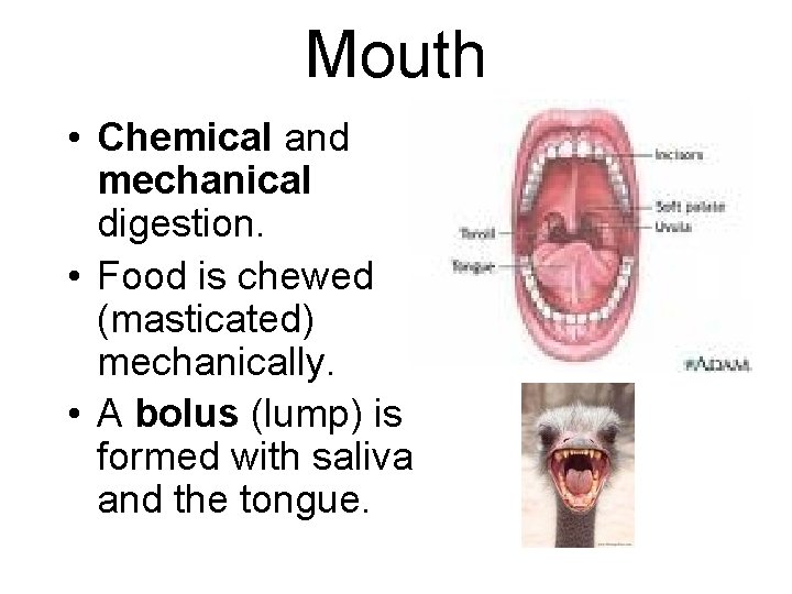 Mouth • Chemical and mechanical digestion. • Food is chewed (masticated) mechanically. • A