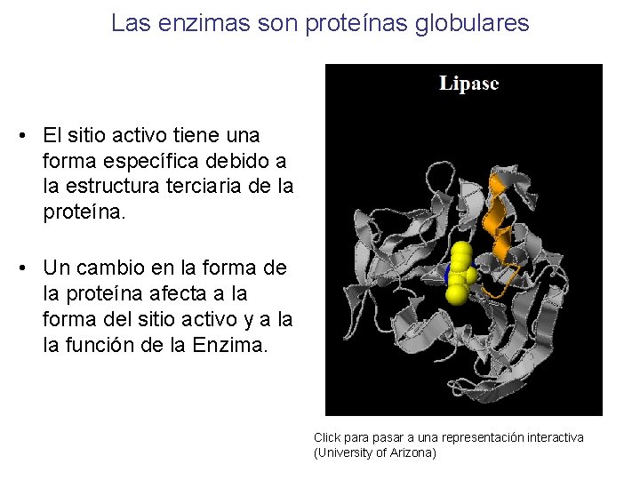 Las enzimas son proteínas globulares • El sitio activo tiene una forma específica debido