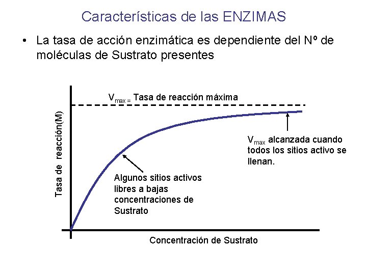 Características de las ENZIMAS • La tasa de acción enzimática es dependiente del Nº