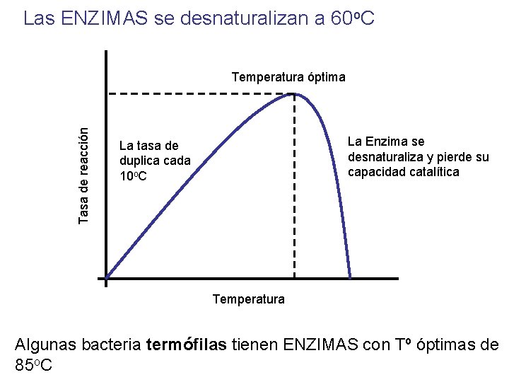 Las ENZIMAS se desnaturalizan a 60 o. C Tasa de reacción Temperatura óptima La