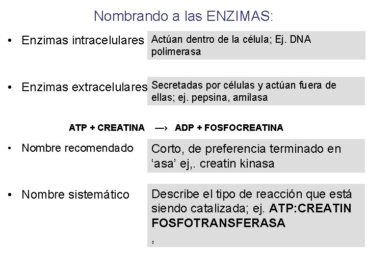 Nombrando a las ENZIMAS: • Enzimas intracelulares Actúan dentro de la célula; Ej. DNA