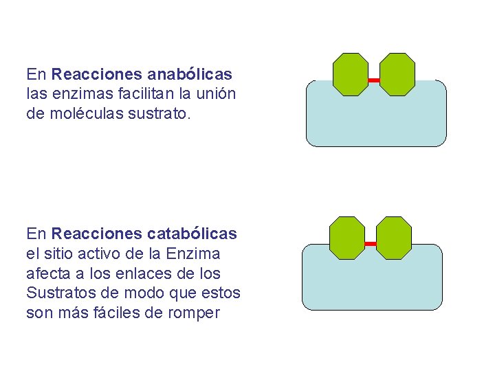 En Reacciones anabólicas las enzimas facilitan la unión de moléculas sustrato. En Reacciones catabólicas