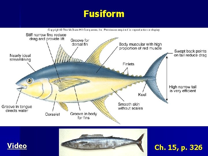 Fusiform Video Ch. 15, p. 326 