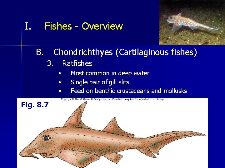 I. Fishes - Overview B. Chondrichthyes (Cartilaginous fishes) 3. Ratfishes • • • Fig.