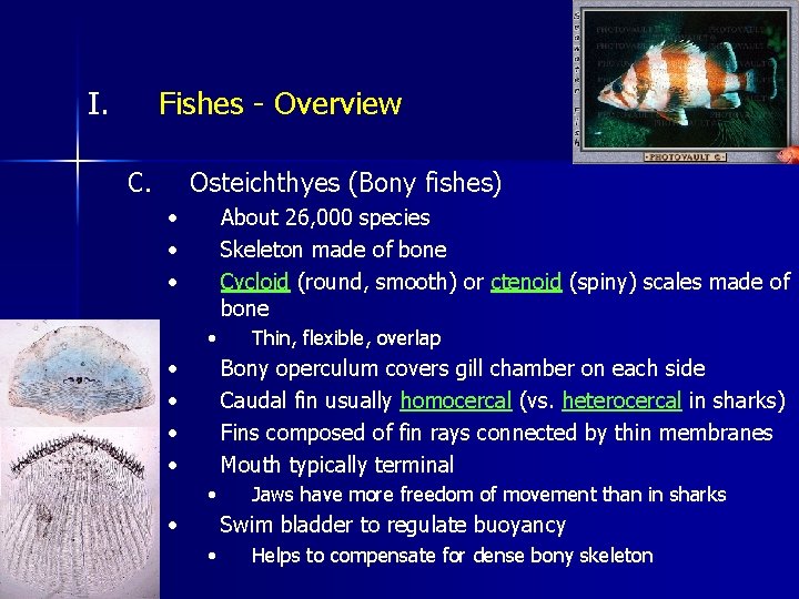 I. Fishes - Overview C. Osteichthyes (Bony fishes) • • • About 26, 000