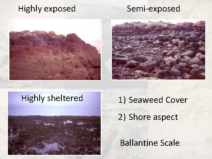 Highly exposed Highly sheltered Semi-exposed 1) Seaweed Cover 2) Shore aspect Ballantine Scale 
