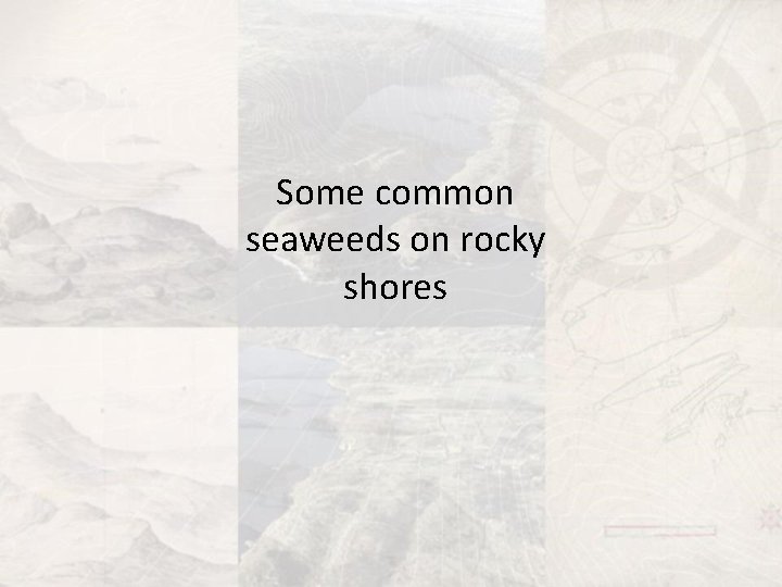 Some common seaweeds on rocky shores 