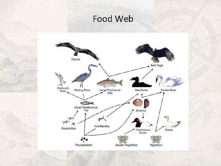 Food Web 