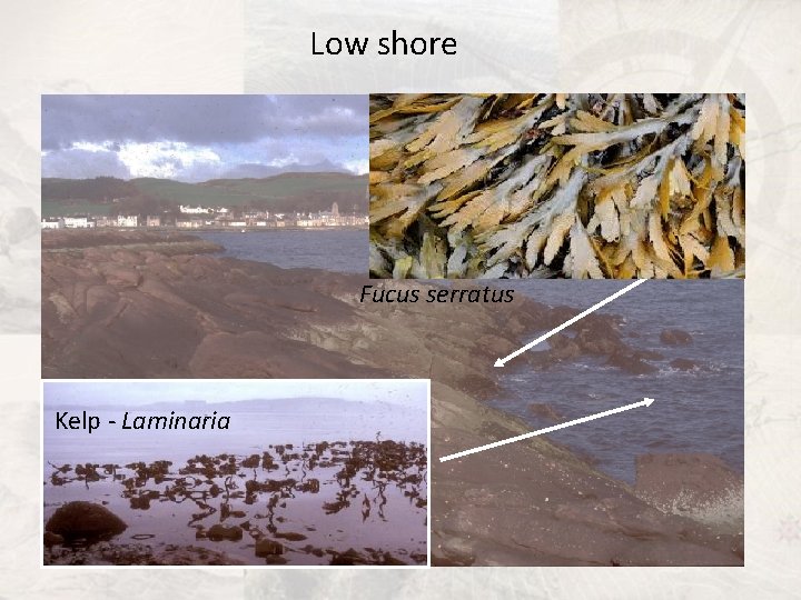  Low shore Fucus serratus Kelp - Laminaria 