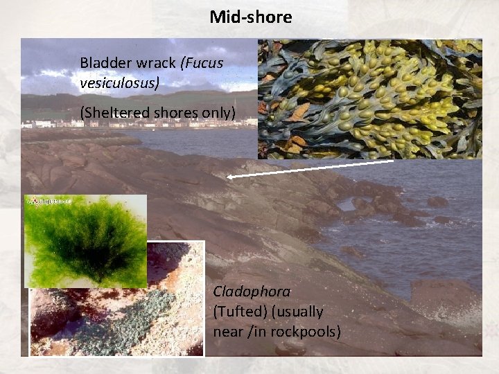  Mid-shore Bladder wrack (Fucus vesiculosus) (Sheltered shores only) Cladophora (Tufted) (usually near /in