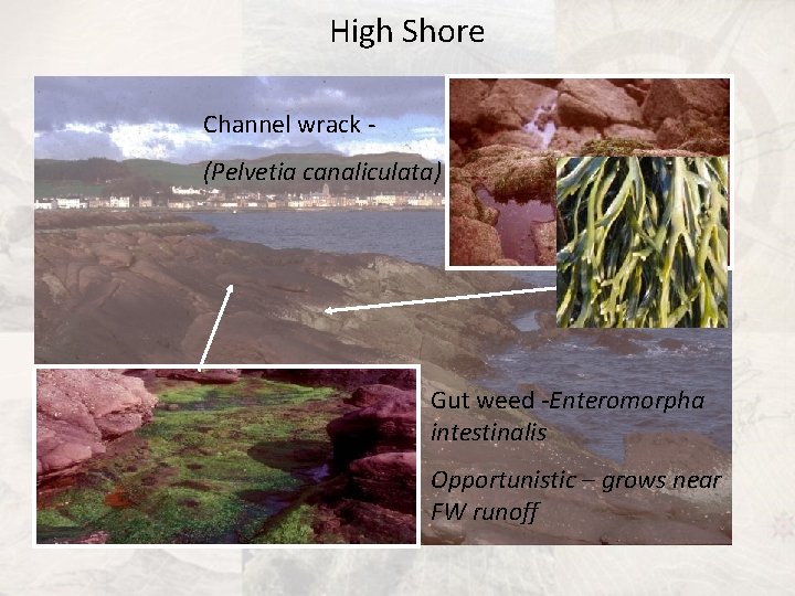 High Shore Channel wrack (Pelvetia canaliculata) Gut weed -Enteromorpha intestinalis Opportunistic – grows near