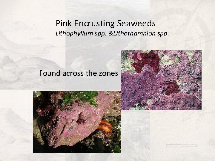 Pink Encrusting Seaweeds Lithophyllum spp. &Lithothamnion spp. Found across the zones 