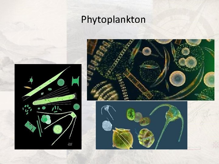 Phytoplankton 