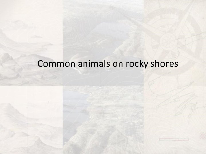 Common animals on rocky shores 