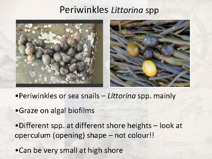 Periwinkles Littorina spp • Periwinkles or sea snails – Littorina spp. mainly • Graze
