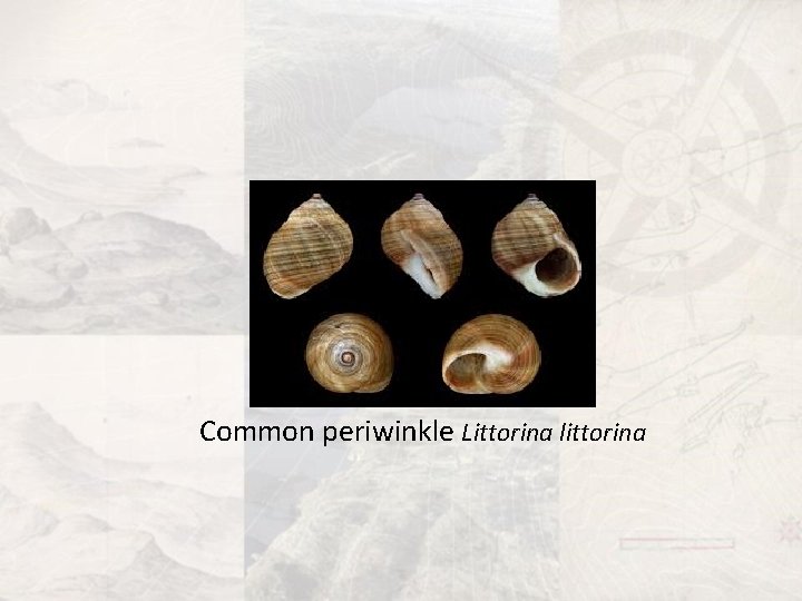 Common periwinkle Littorina littorina 