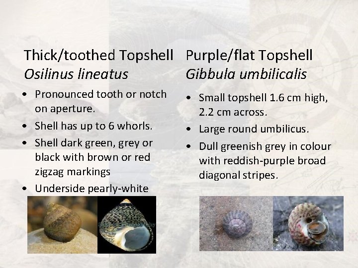 Thick/toothed Topshell Purple/flat Topshell Osilinus lineatus Gibbula umbilicalis • Pronounced tooth or notch on