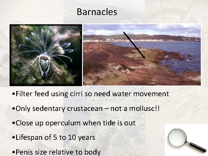 Barnacles • Filter feed using cirri so need water movement • Only sedentary crustacean