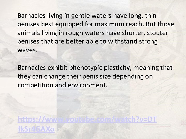 Barnacles living in gentle waters have long, thin penises best equipped for maximum reach.
