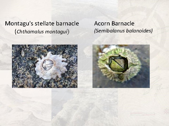 Montagu's stellate barnacle (Chthamalus montagui) Acorn Barnacle (Semibalanus balanoides) 