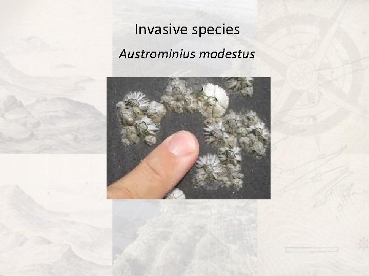 Invasive species Austrominius modestus 