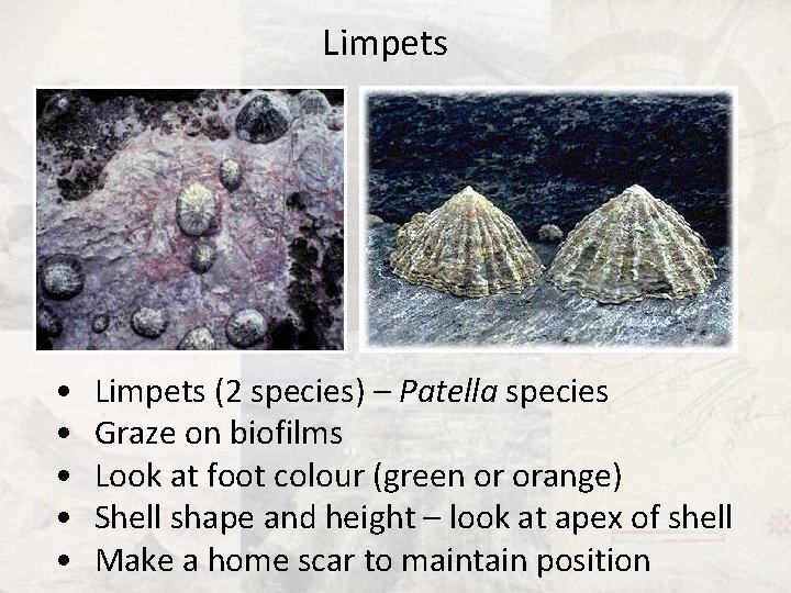 Limpets • • • Limpets (2 species) – Patella species Graze on biofilms Look