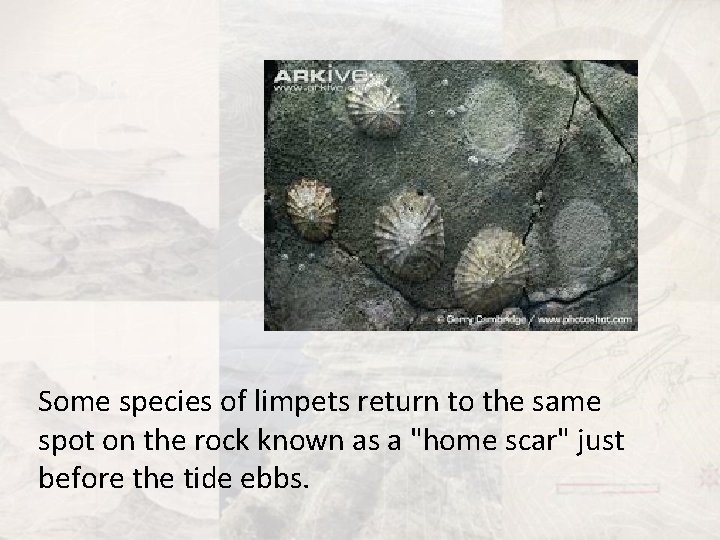 Some species of limpets return to the same spot on the rock known as