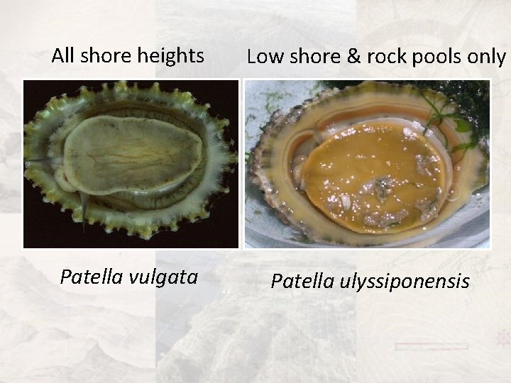 All shore heights Low shore & rock pools only Patella vulgata Patella ulyssiponensis 