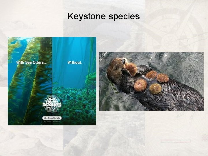 Keystone species 