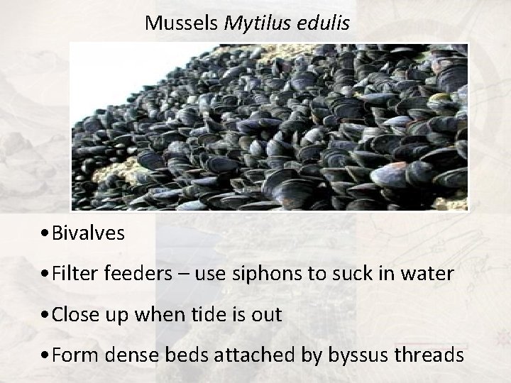 Mussels Mytilus edulis • Bivalves • Filter feeders – use siphons to suck in