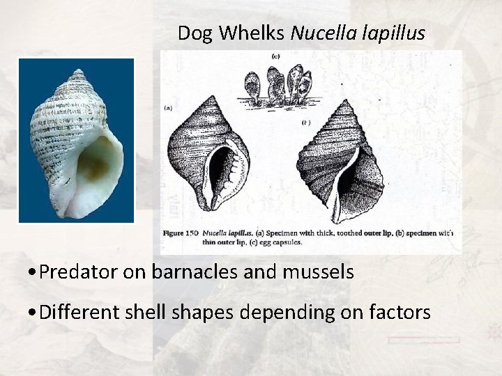 Dog Whelks Nucella lapillus • Predator on barnacles and mussels • Different shell shapes