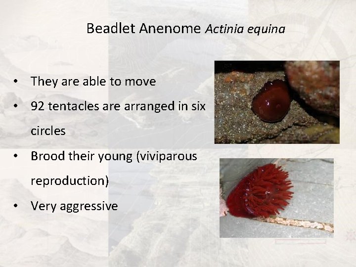 Beadlet Anenome Actinia equina • They are able to move • 92 tentacles are