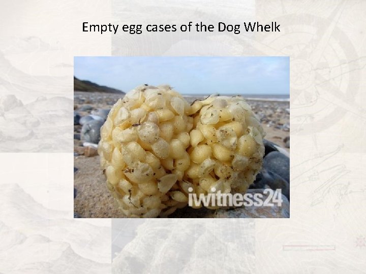 Empty egg cases of the Dog Whelk 