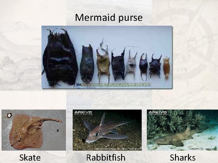 Mermaid purse Skate Rabbitfish Sharks 