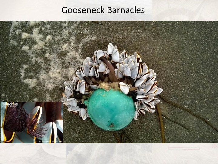 Gooseneck Barnacles 