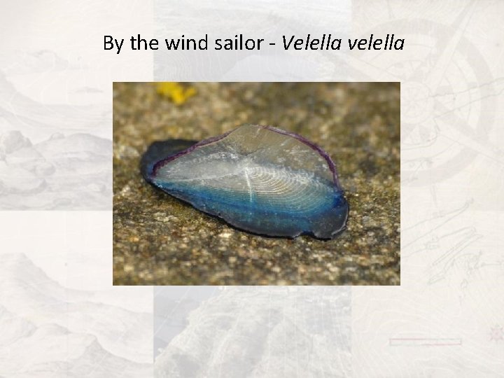 By the wind sailor - Velella velella 