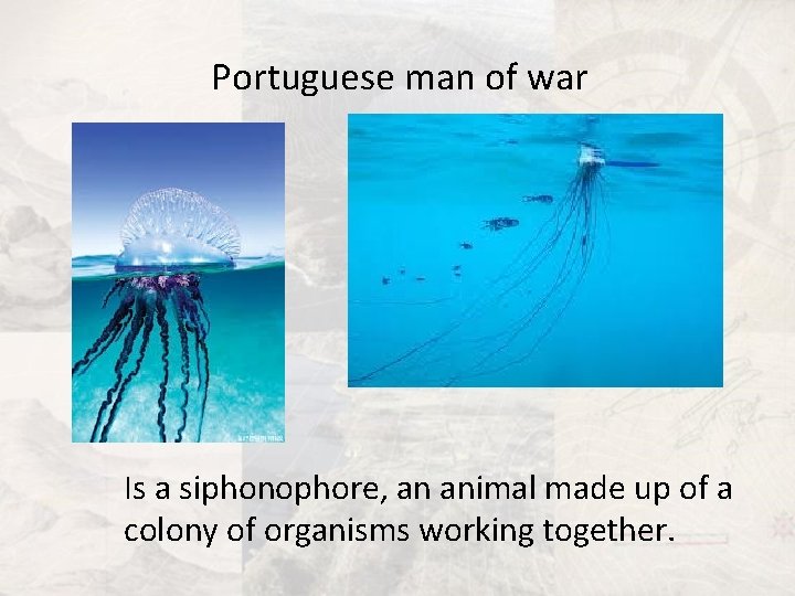 Portuguese man of war Is a siphonophore, an animal made up of a colony