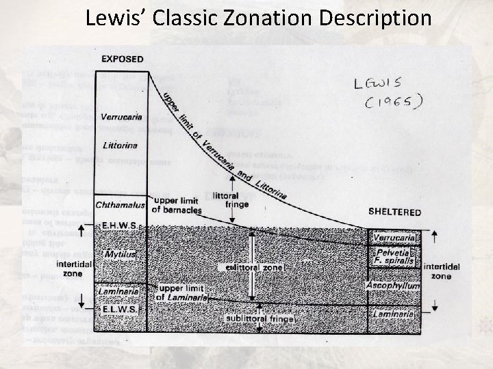 Lewis’ Classic Zonation Description 