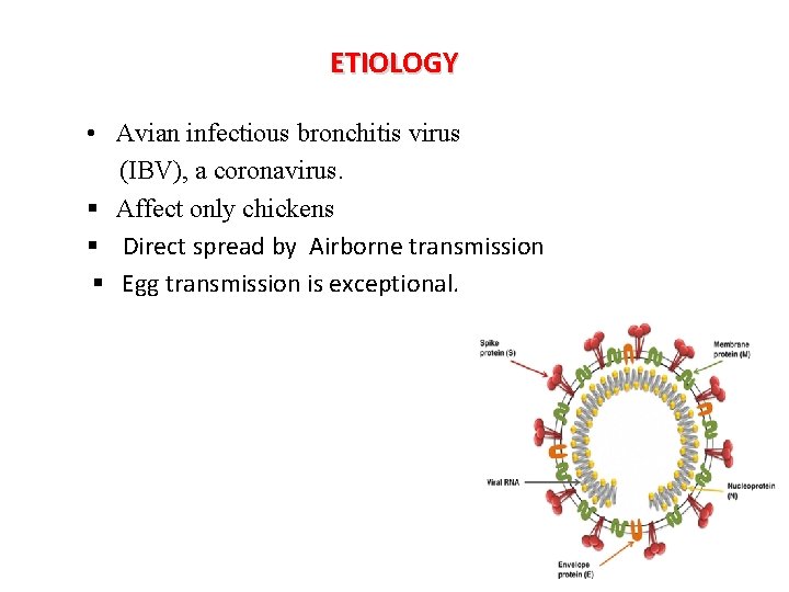 ETIOLOGY • Avian infectious bronchitis virus (IBV), a coronavirus. § Affect only chickens §