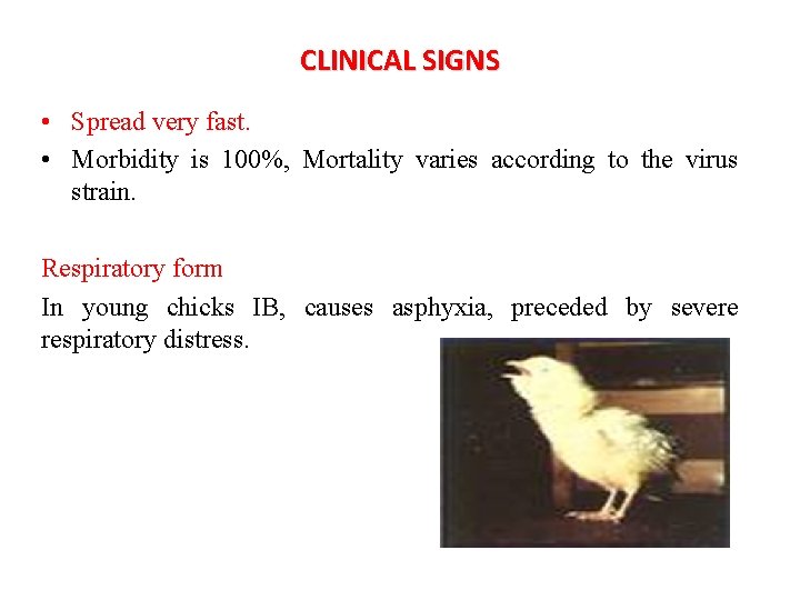 CLINICAL SIGNS • Spread very fast. • Morbidity is 100%, Mortality varies according to