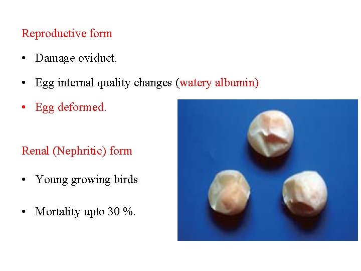 Reproductive form • Damage oviduct. • Egg internal quality changes (watery albumin) • Egg