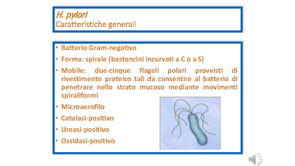 H. pylori Caratteristiche generali • Batterio Gram-negativo • Forma: spirale (bastoncini incurvati a C
