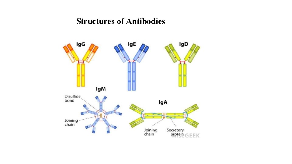 Structures of Antibodies 