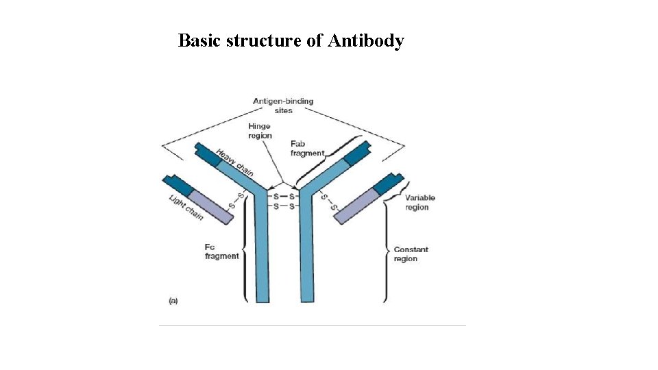 Basic structure of Antibody 