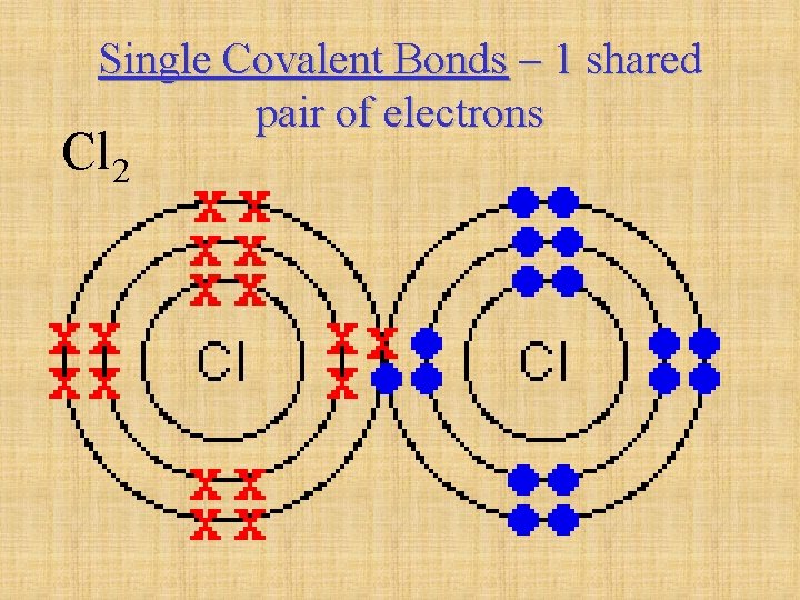 Single Covalent Bonds – 1 shared pair of electrons Cl 2 